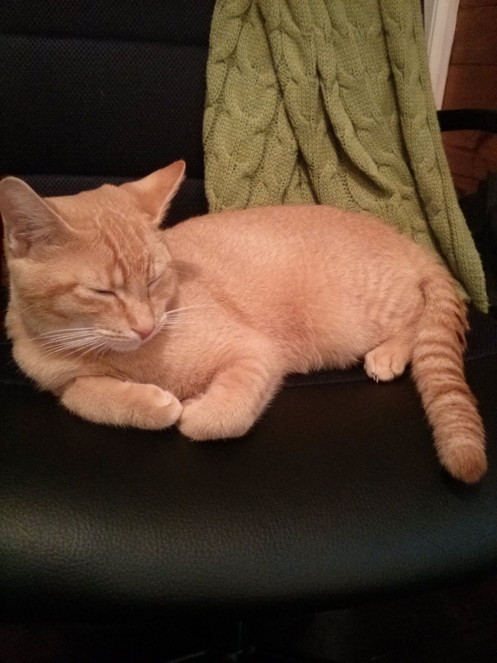LG Nexus 4 sample photo. Cat, sleeping, pet photography
