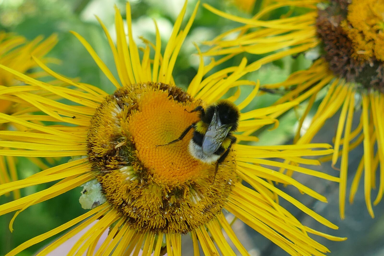 Panasonic Lumix DMC-FZ1000 sample photo. Inula, lamiaceae, nature photography