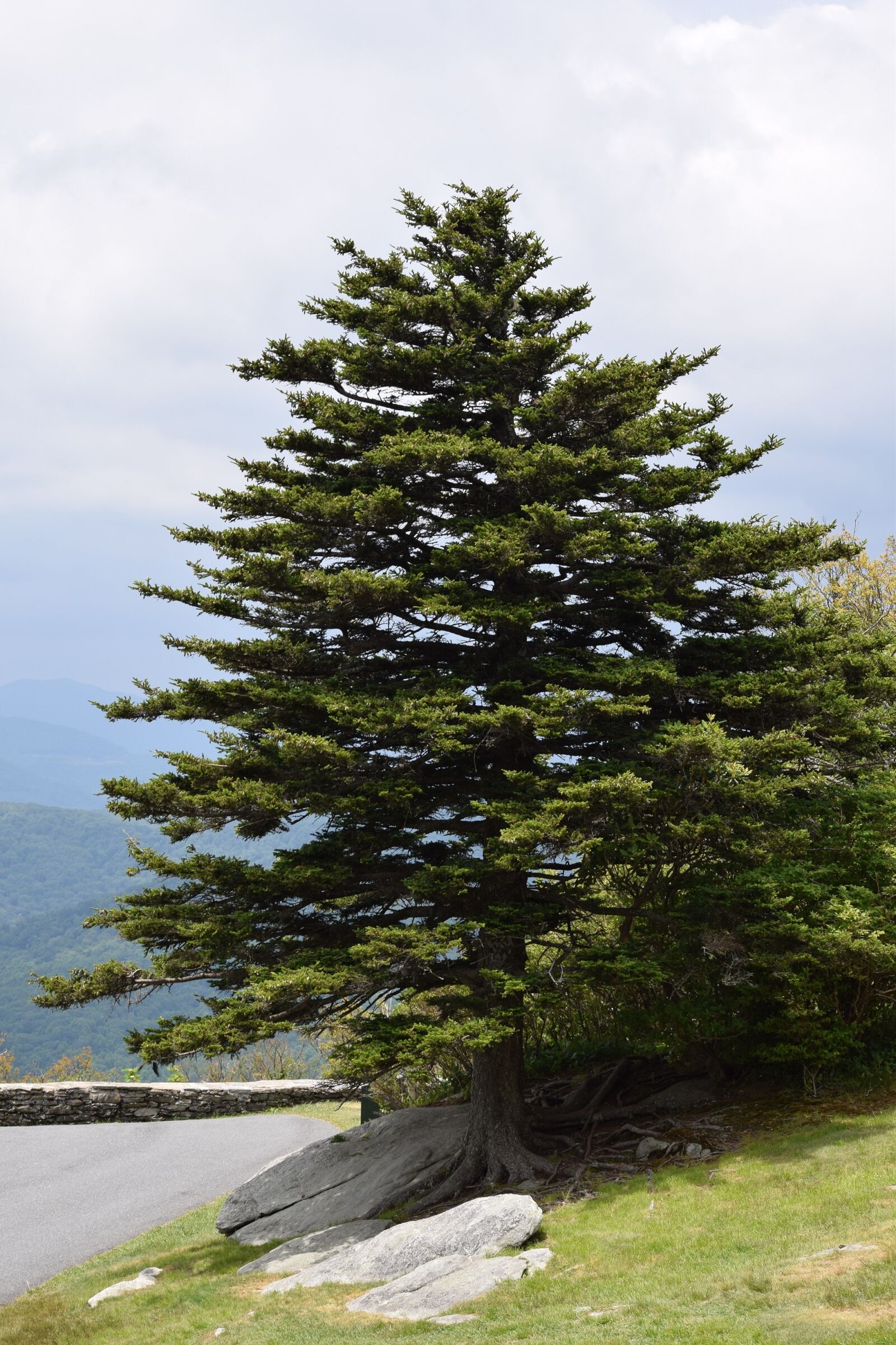 Nikon D3300 sample photo. Tree, sentinel, fir photography