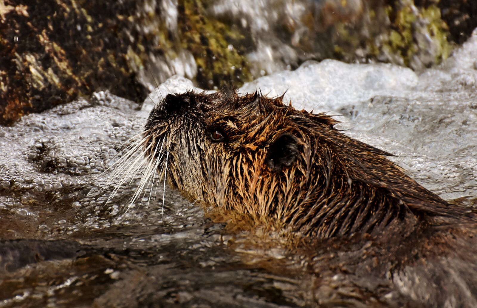 Nikon D7200 sample photo. Nutria, water rat, water photography