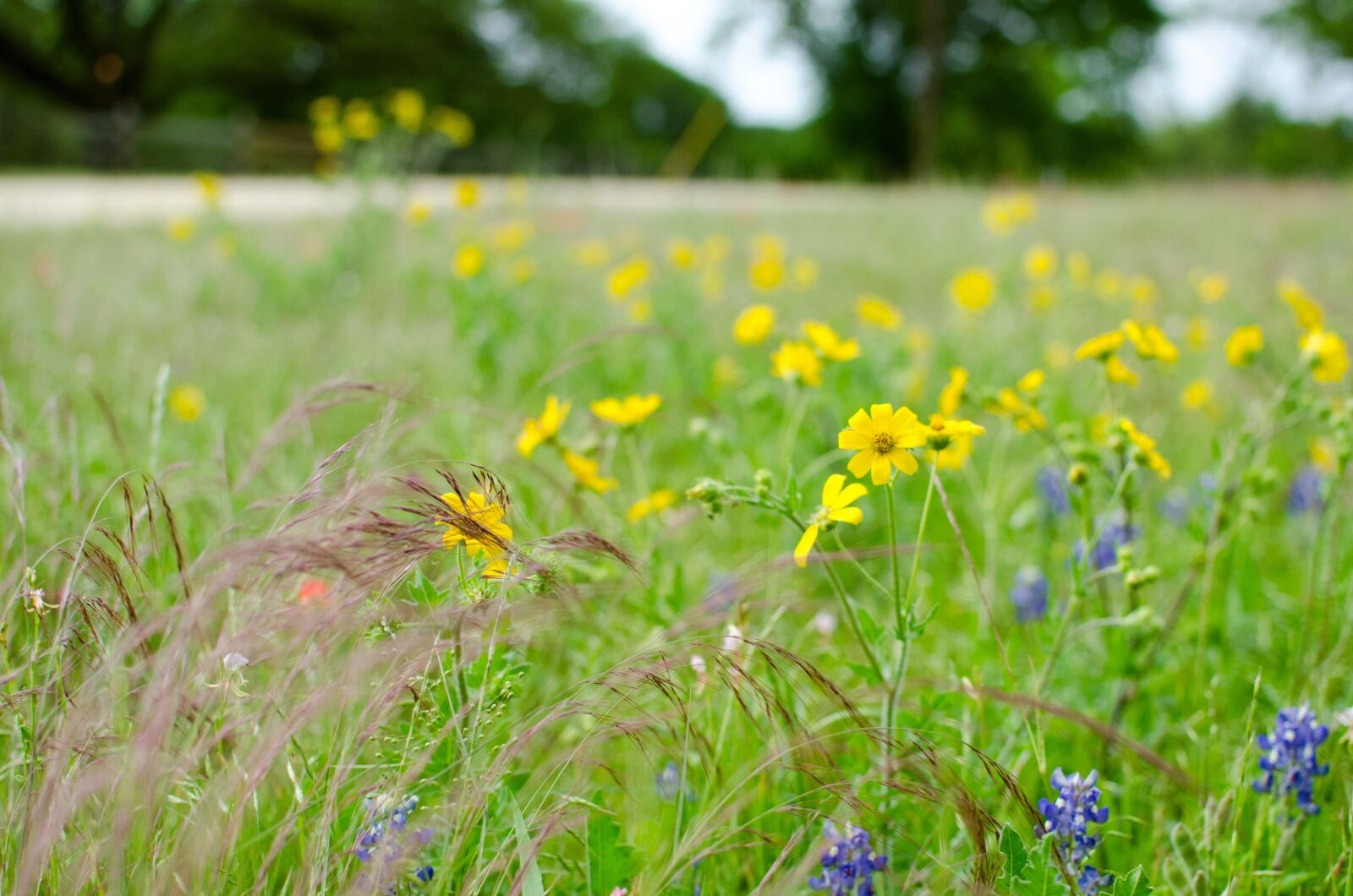 Nikon D7000 sample photo. Flower, landscape, hua xie photography