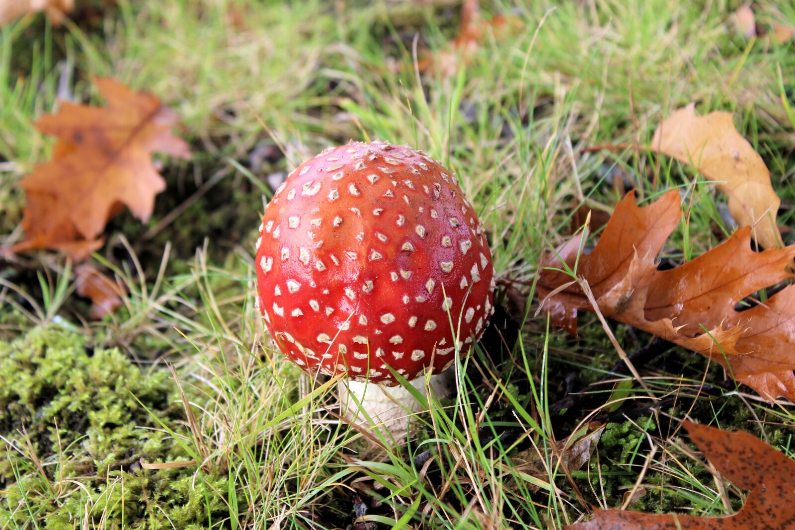 Canon EOS 600D (Rebel EOS T3i / EOS Kiss X5) sample photo. Mushroom, red with white photography