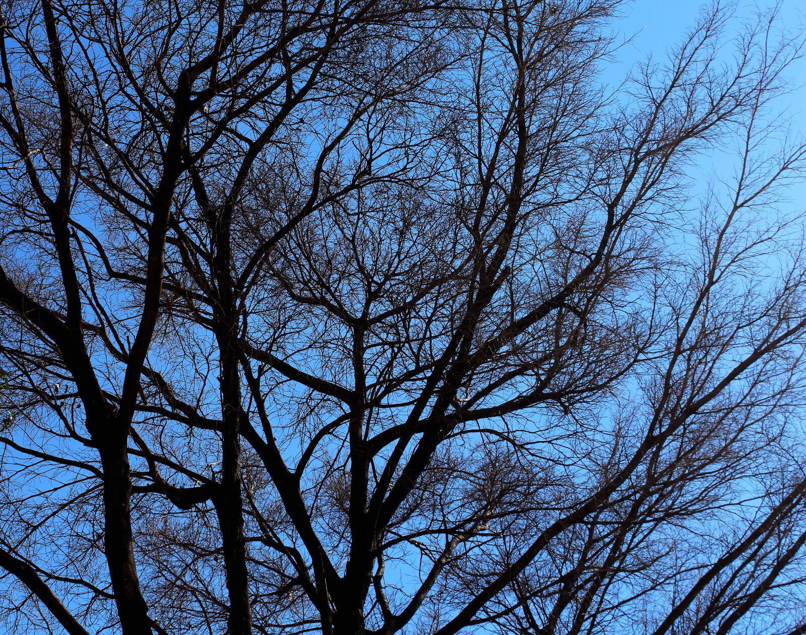 Canon EOS 650D (EOS Rebel T4i / EOS Kiss X6i) sample photo. Nature, dead, tree photography