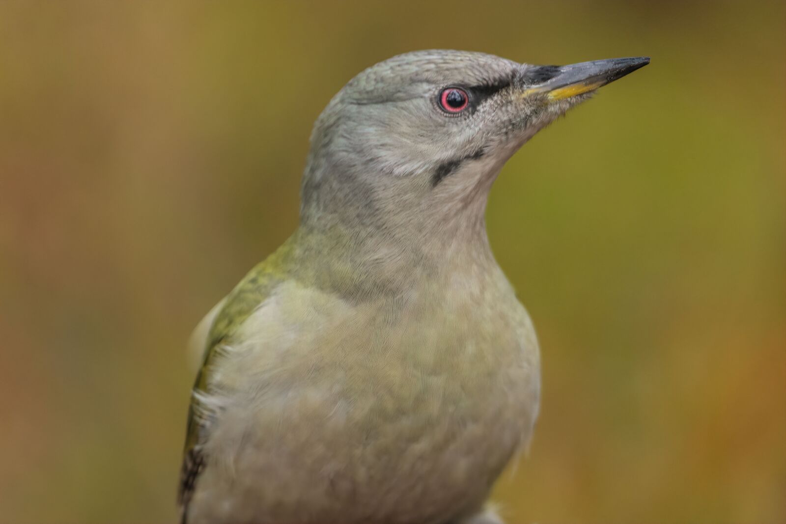 Nikon D7200 sample photo. Woodpecker, grey, bird photography