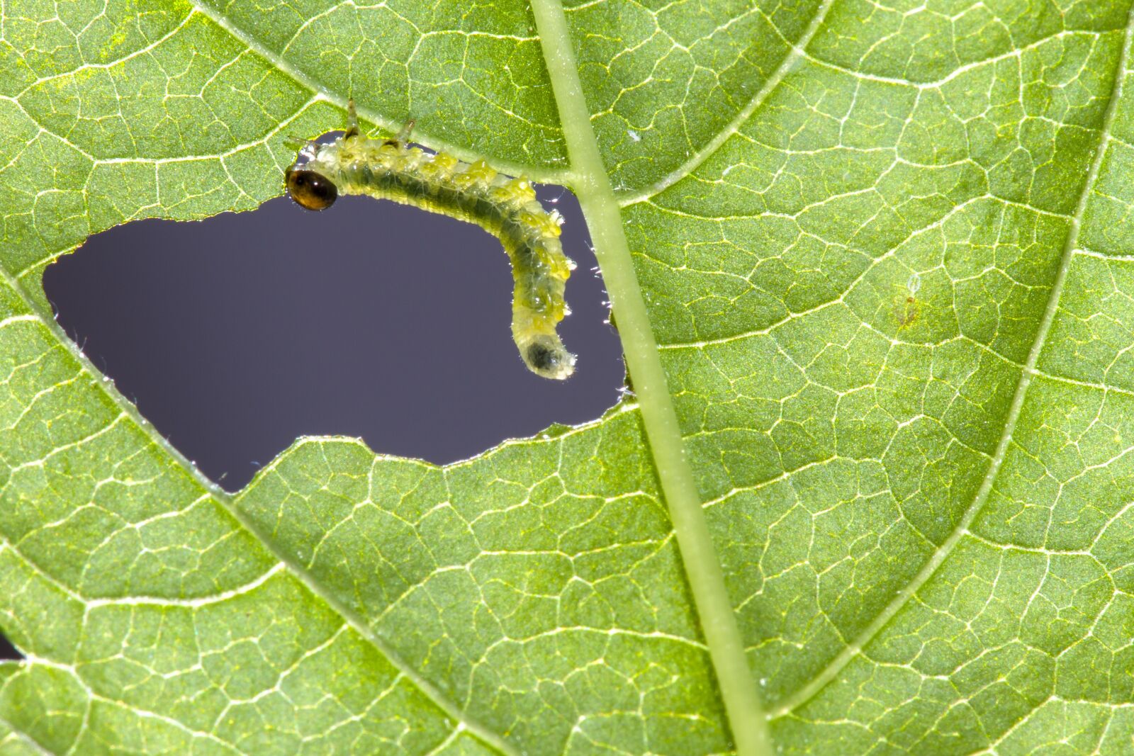 Canon EOS 7D sample photo. Sawflies larvae, caterpillar, leaf photography