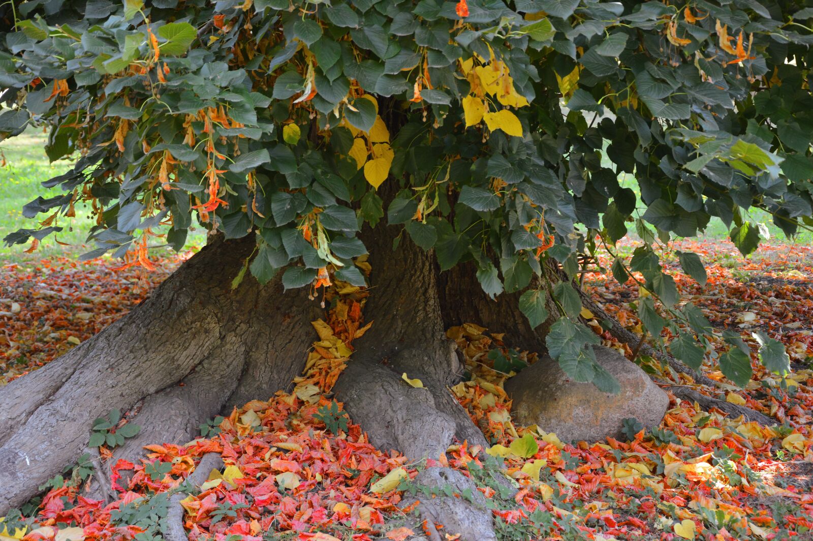 Nikon D3200 sample photo. Tree, deciduous tree, beech photography