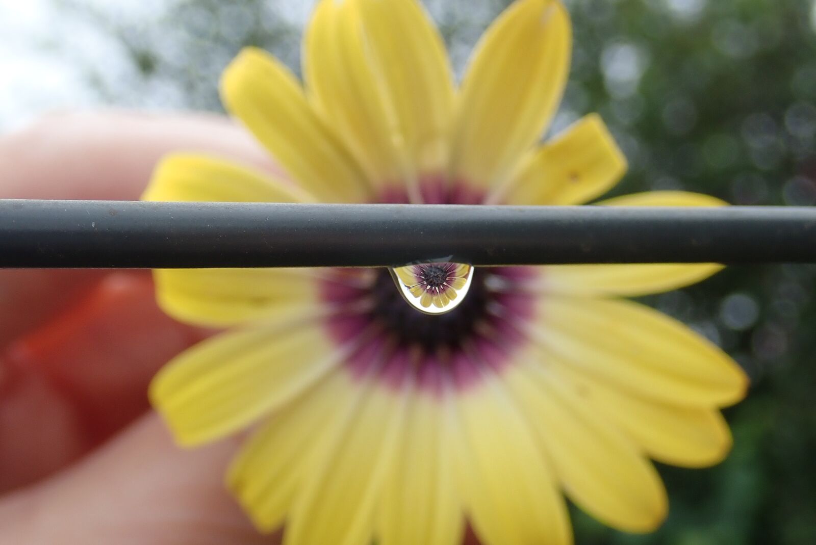 Olympus TG-5 sample photo. Daisy, yellow, flower photography