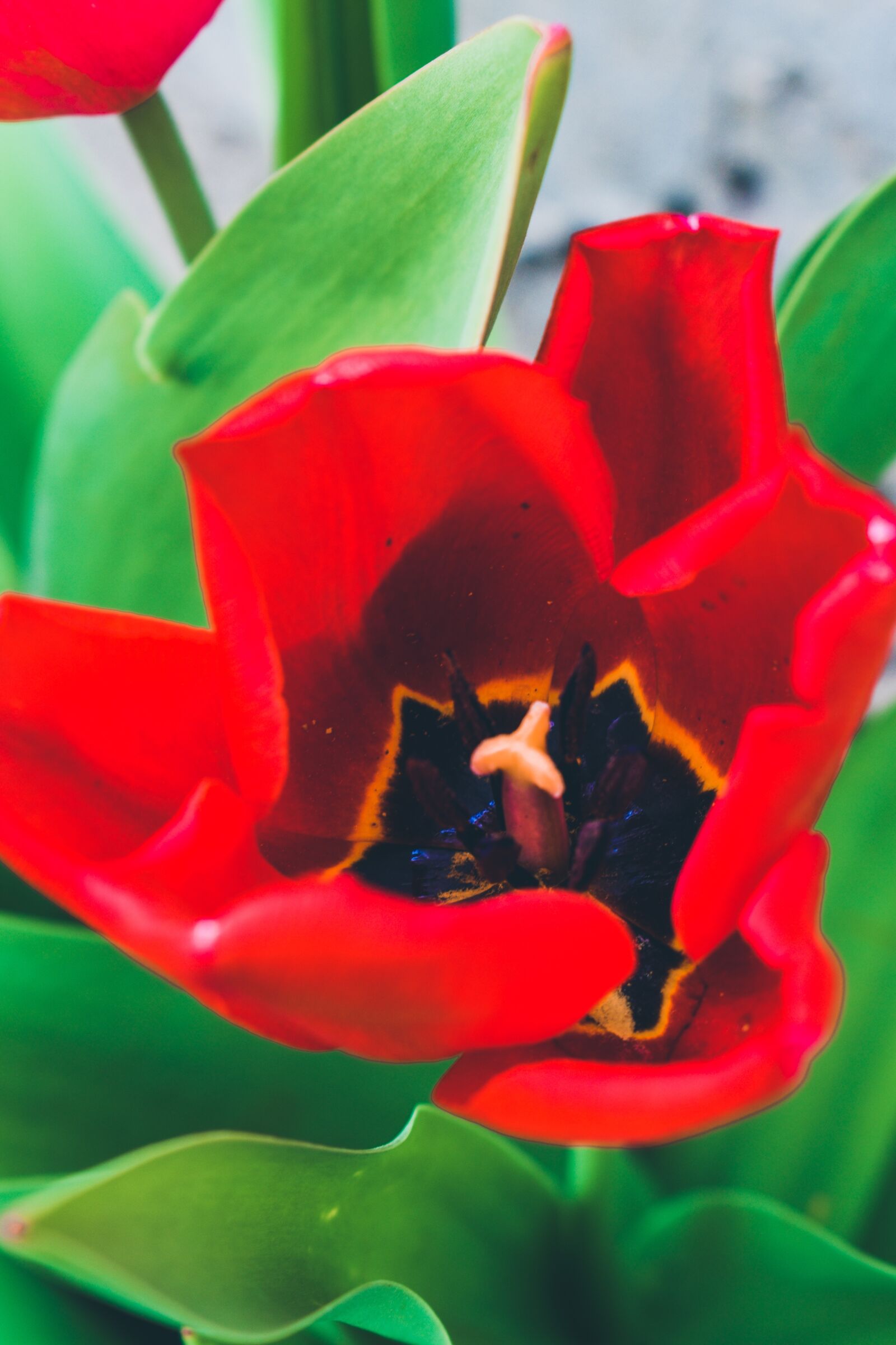 Nikon D3500 sample photo. Flower, red, tulip photography