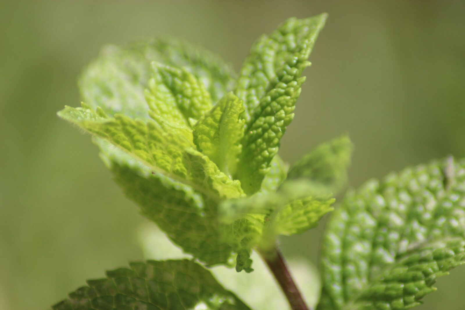 Canon EOS 600D (Rebel EOS T3i / EOS Kiss X5) sample photo. Leaves, drink, sano photography