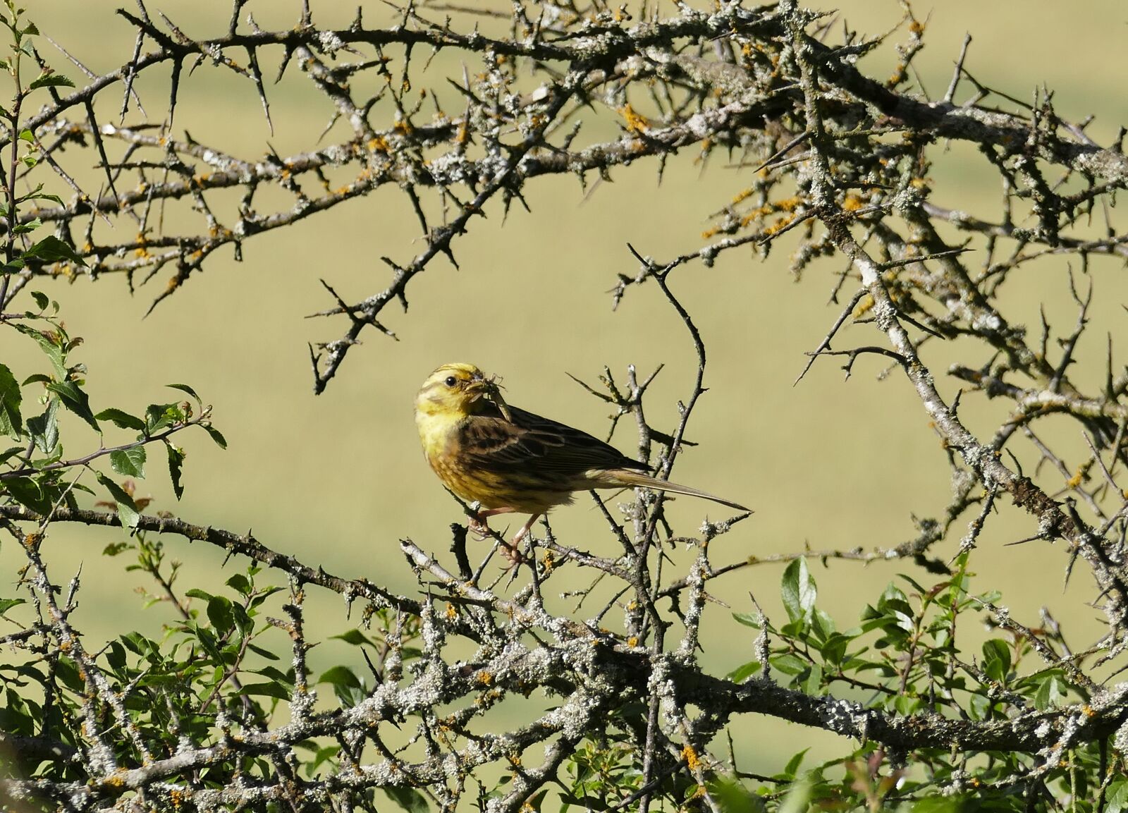 Panasonic Lumix DMC-FZ1000 sample photo. Bird, foraging, songbird photography