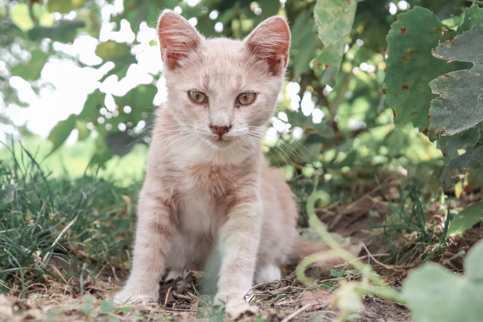 Canon EOS 200D (EOS Rebel SL2 / EOS Kiss X9) sample photo. Cat, cute, kitten photography