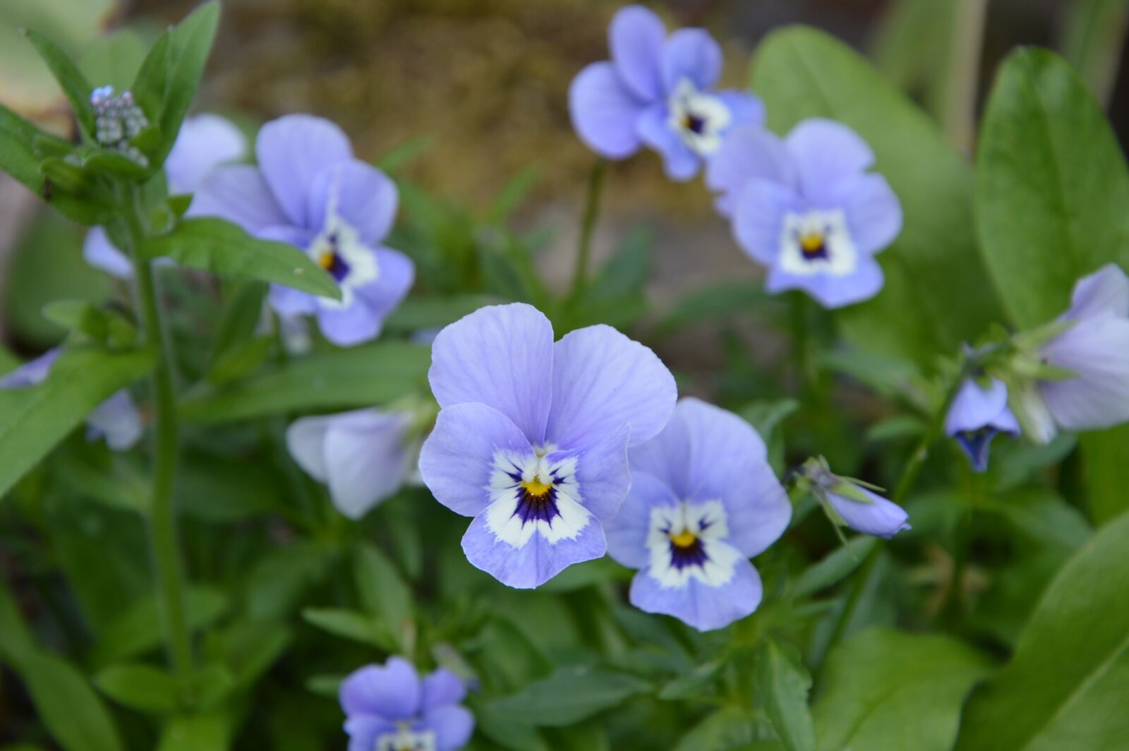 Nikon D3200 sample photo. Flower, blossom, bloom photography
