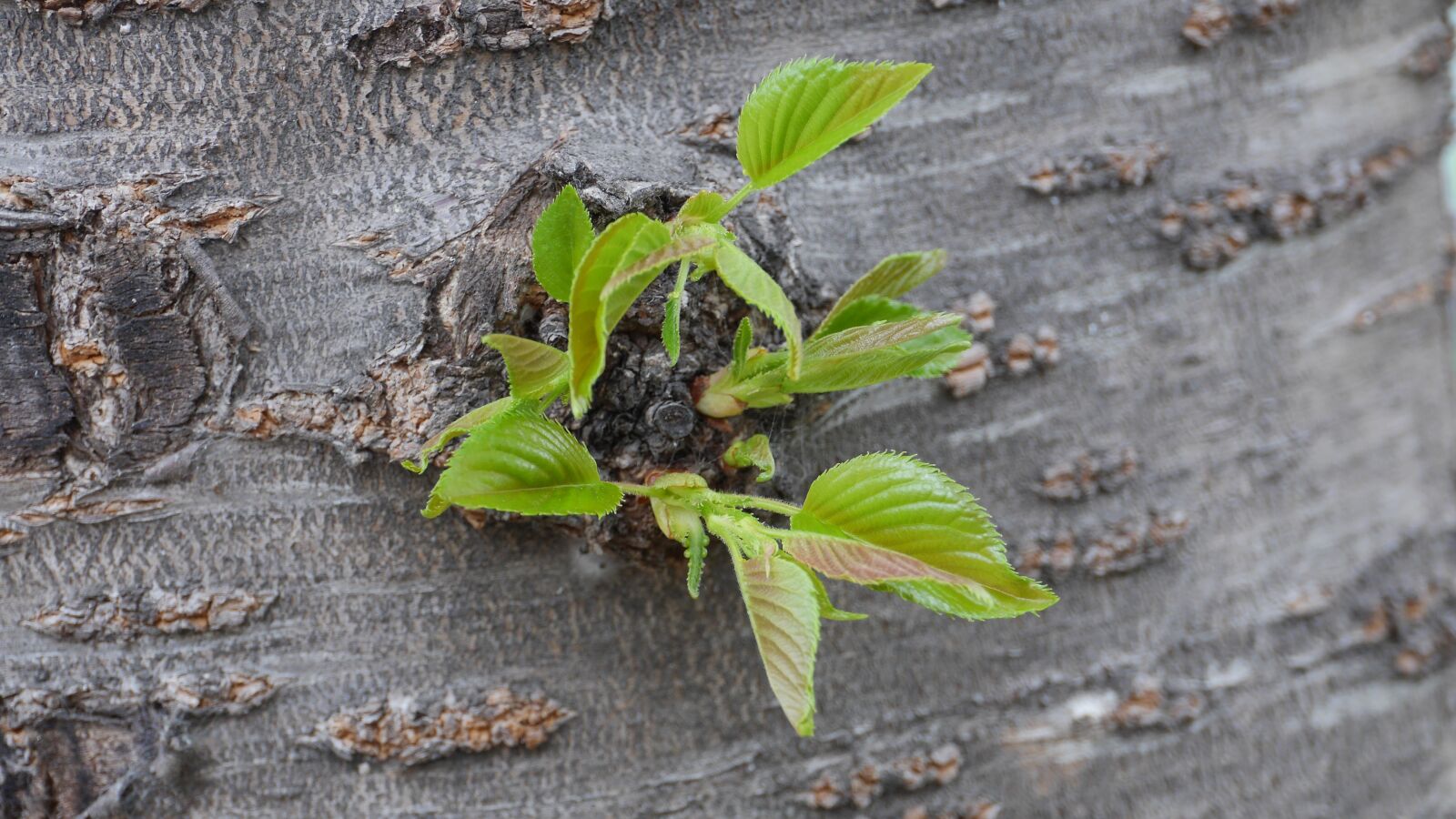 Panasonic Lumix DMC-GH3 sample photo. Leaf, plants, nature photography