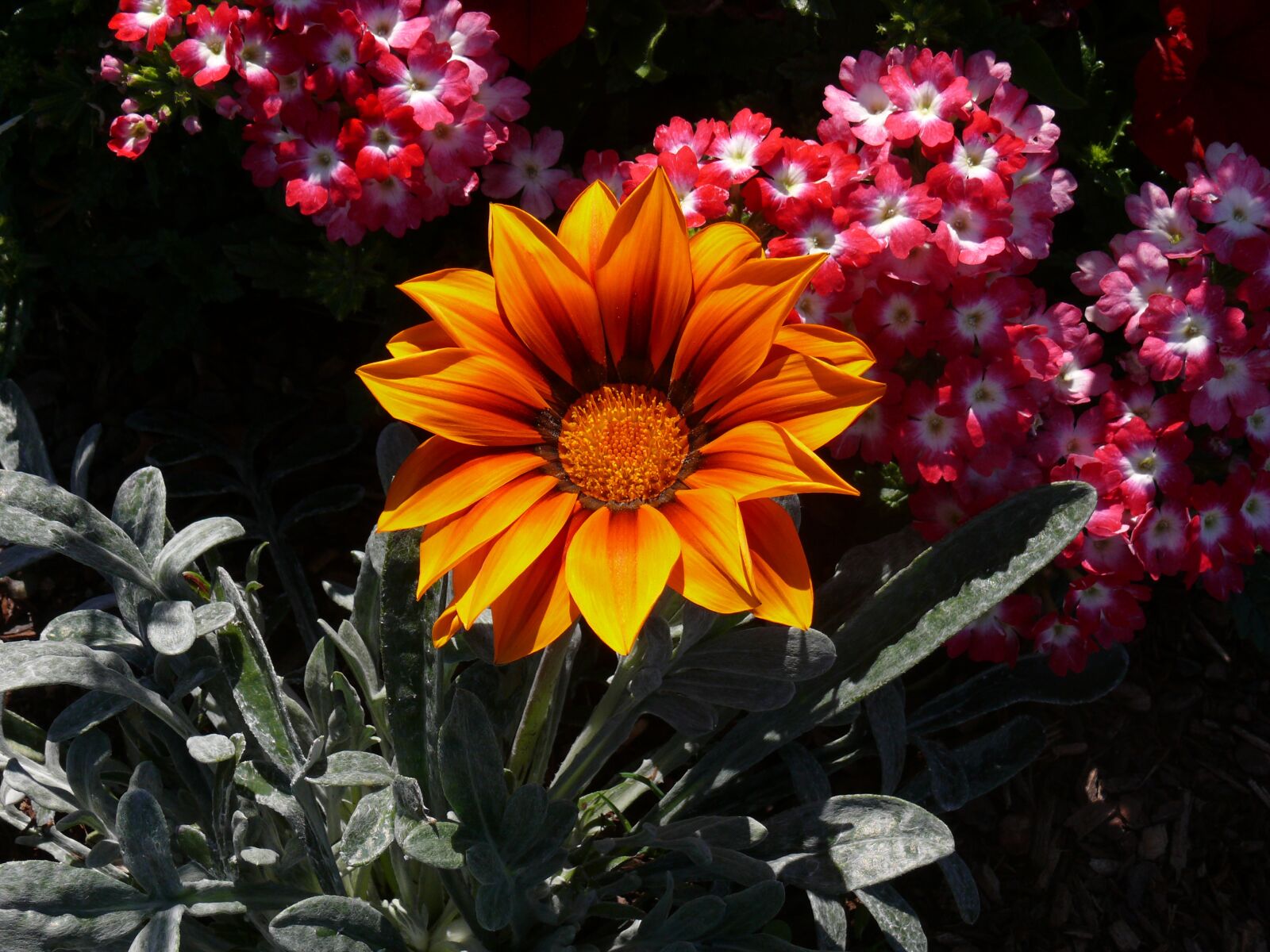 Panasonic DMC-FZ50 sample photo. Middaggoud, orange, flower photography