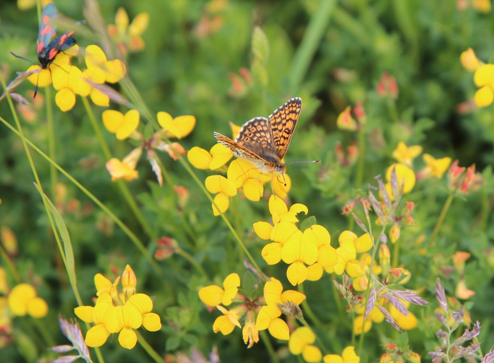 Canon EOS 600D (Rebel EOS T3i / EOS Kiss X5) sample photo. Butterfly, orange butterfly, butterfly photography