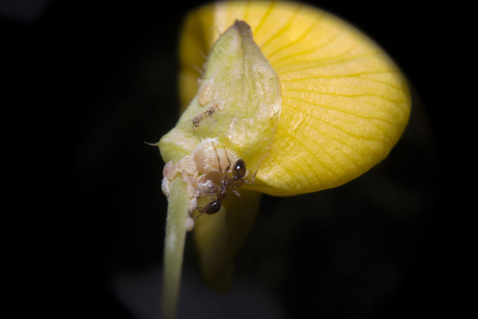 Canon EOS 700D (EOS Rebel T5i / EOS Kiss X7i) sample photo. Ant, yellow, material photography