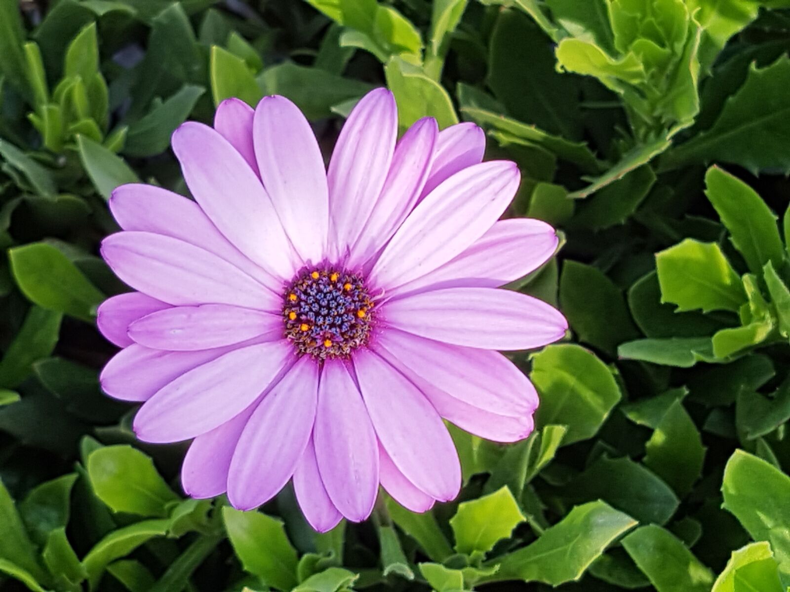 Samsung Galaxy S7 sample photo. Cluster, flowers, little flower photography