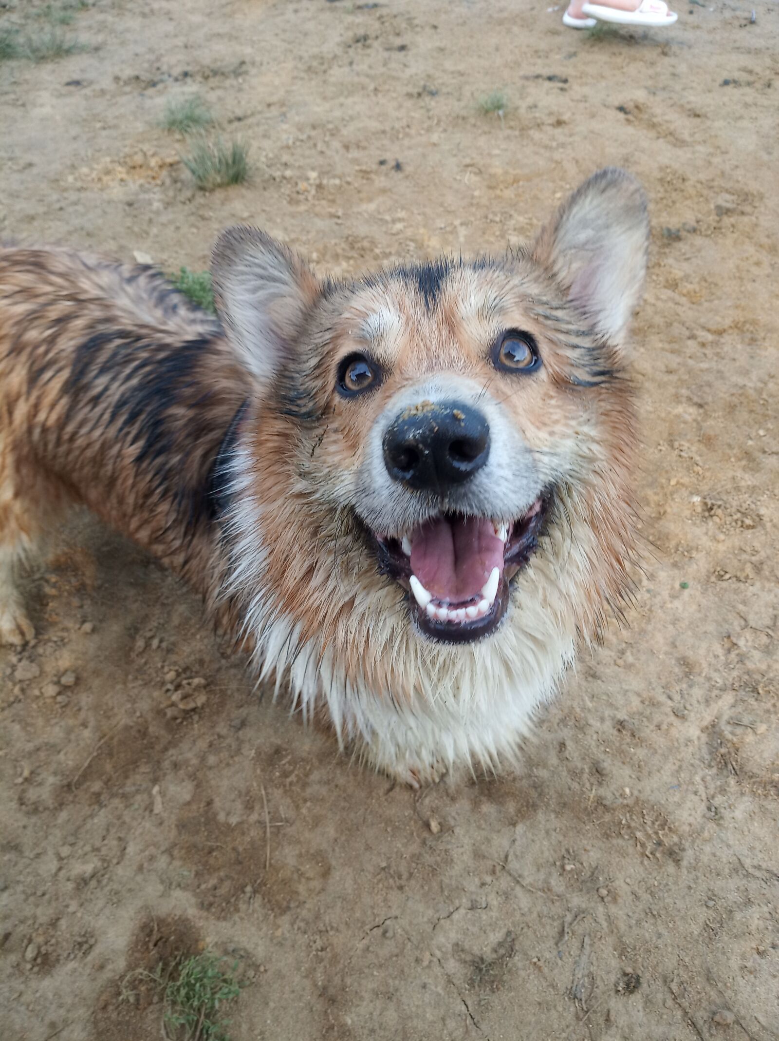 Xiaomi Redmi 6 sample photo. Corgi, happy, dog photography