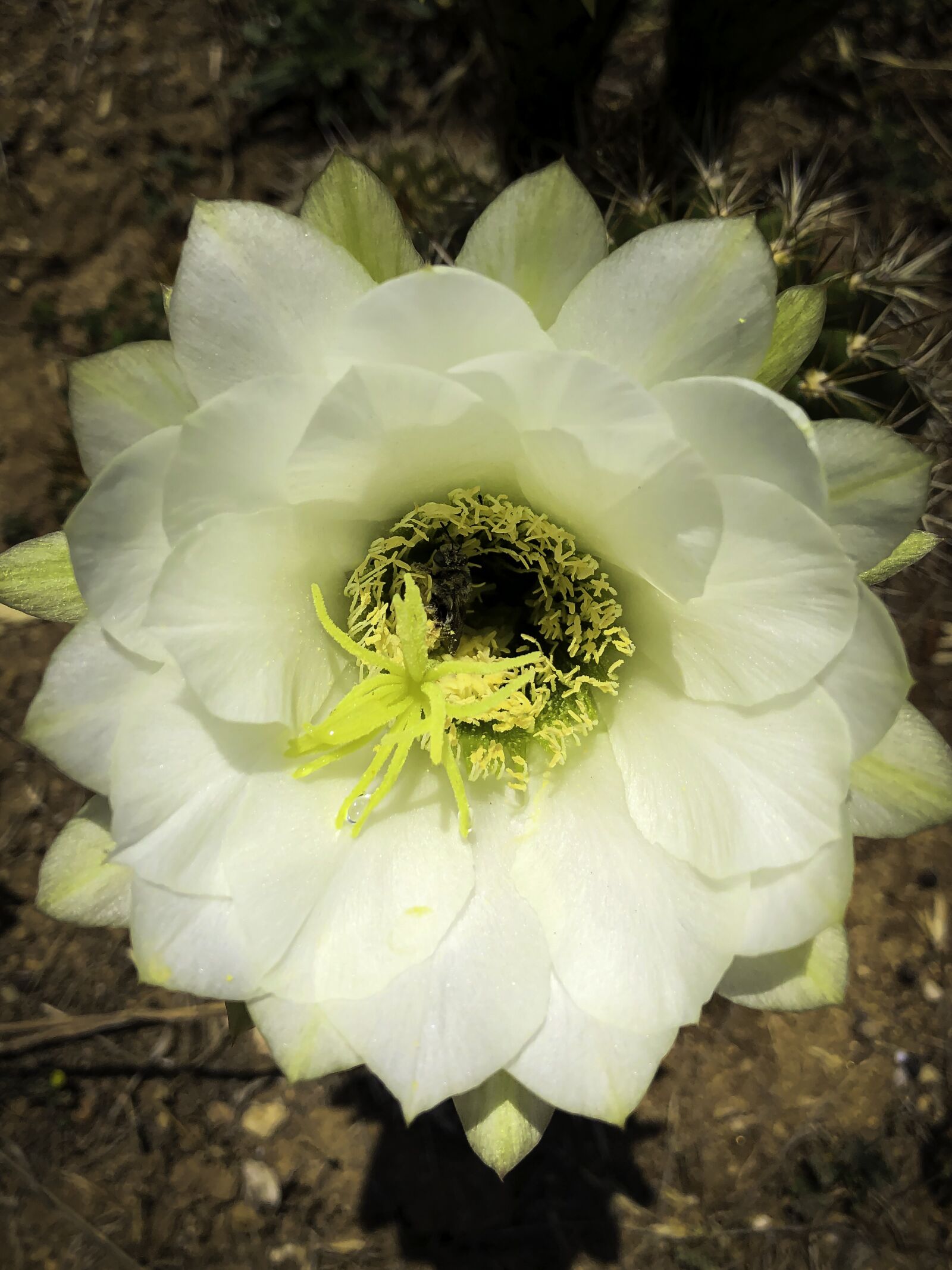 iPhone X back dual camera 4mm f/1.8 sample photo. White, flower, cactus photography