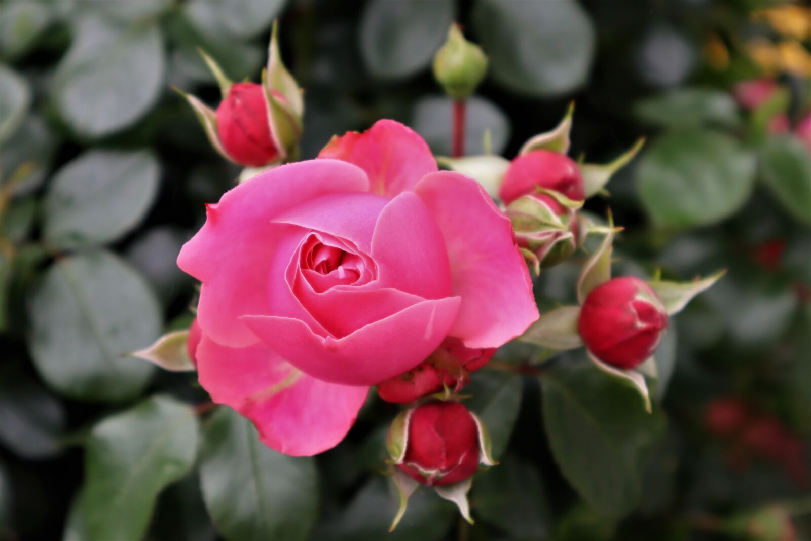 Canon EOS M50 (EOS Kiss M) sample photo. Rose, rose bush, garden photography