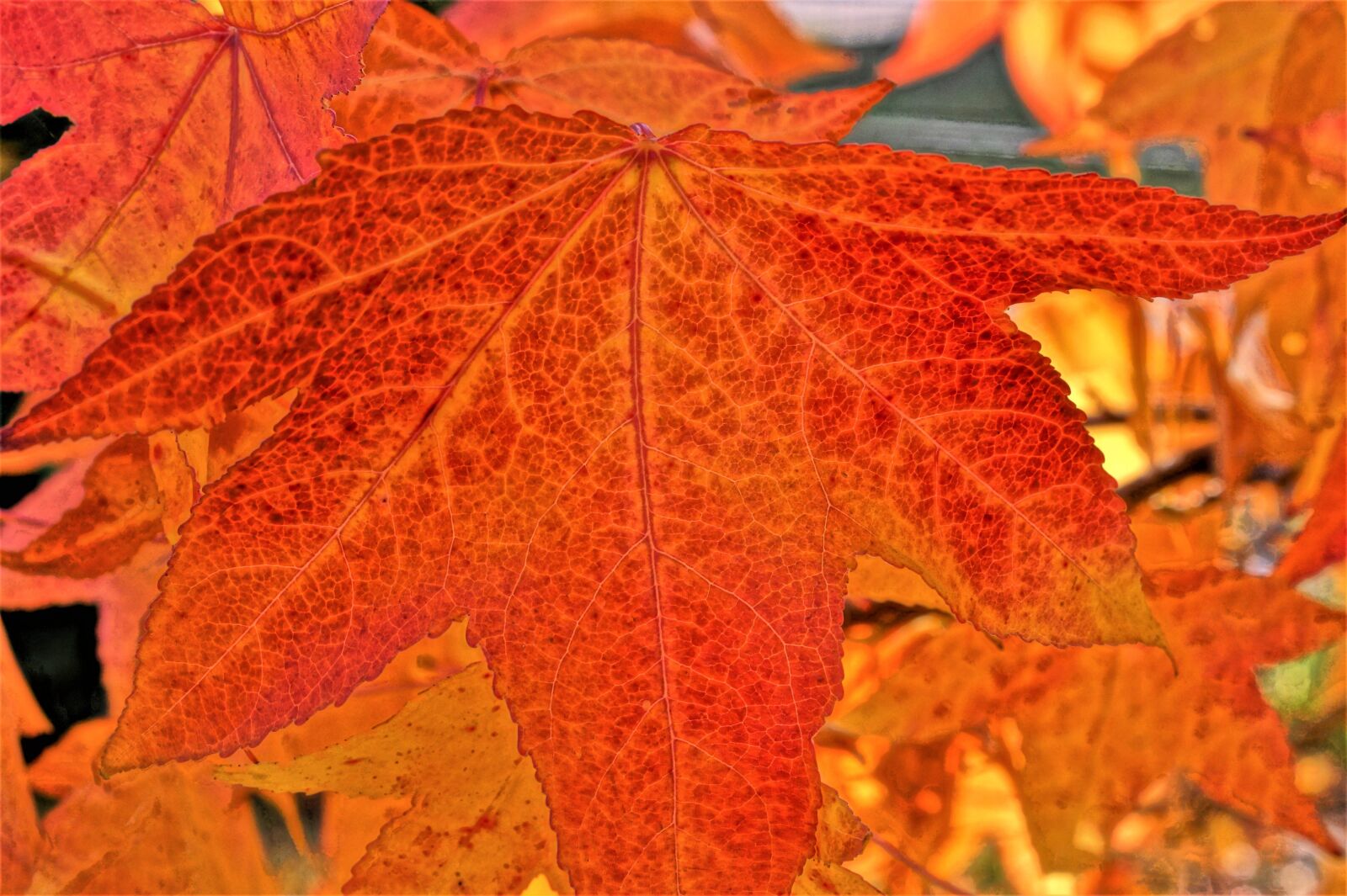 Sony 50mm F2.8 Macro sample photo. Maple leaf, leaf, maple photography
