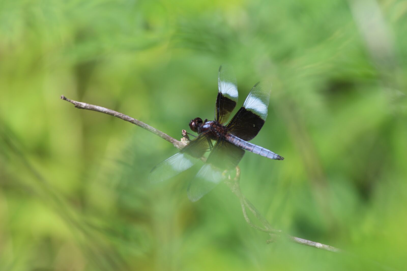 Canon EOS 700D (EOS Rebel T5i / EOS Kiss X7i) + Canon EF 70-300mm F4-5.6 IS USM sample photo. Dragon fly, dragonfly, wings photography
