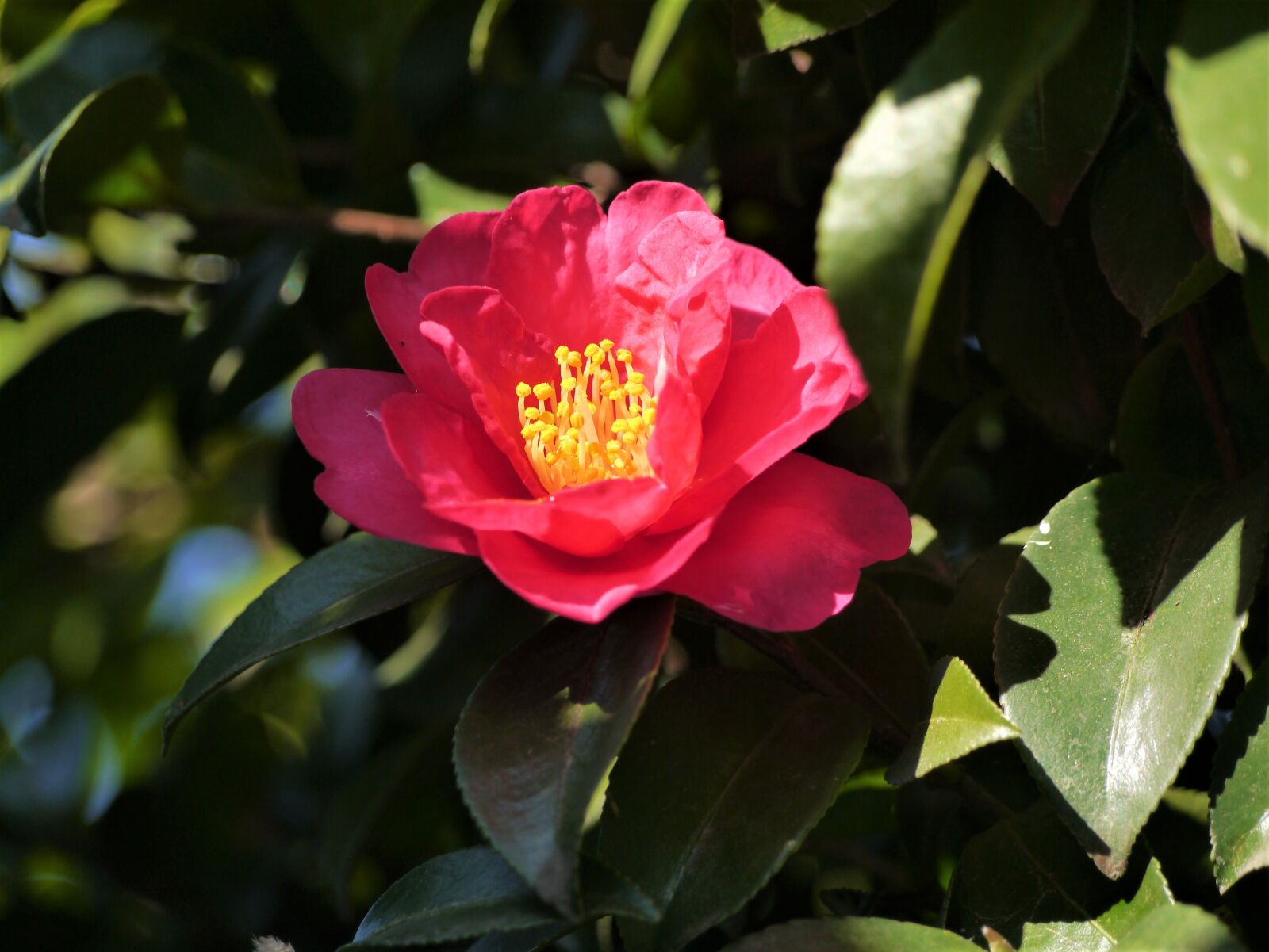 Panasonic Lumix DMC-GX1 sample photo. Camellia, red, yellow photography