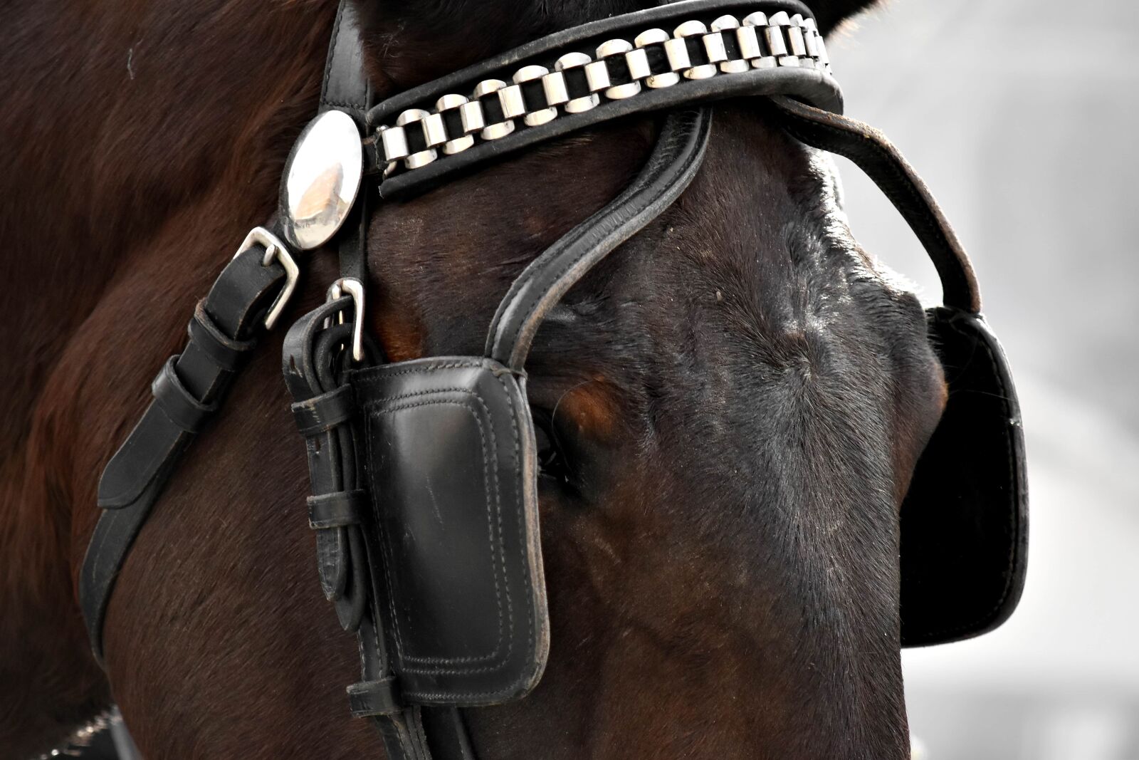 Nikon D5500 sample photo. Gear, horse, cavalry, leather photography