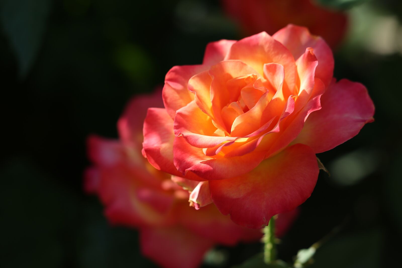 Canon EF 70-300 F4-5.6 IS II USM sample photo. Red yellow rose, alinka photography