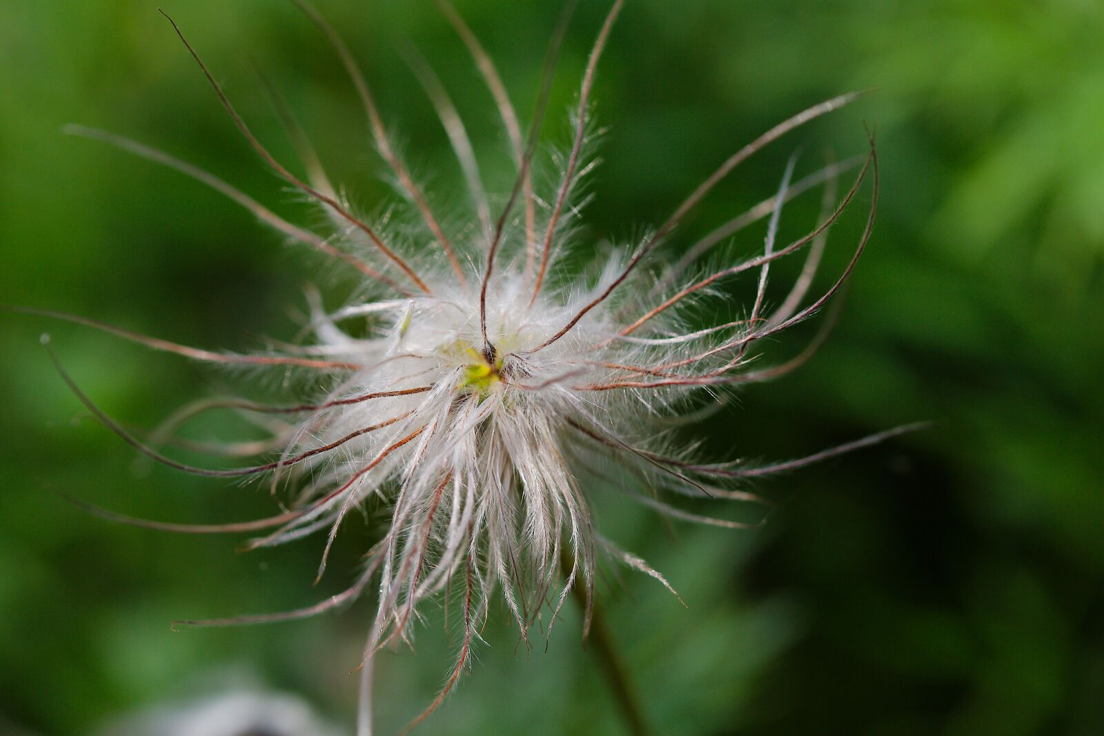 Canon EOS 6D sample photo. Nature, plant, summer photography