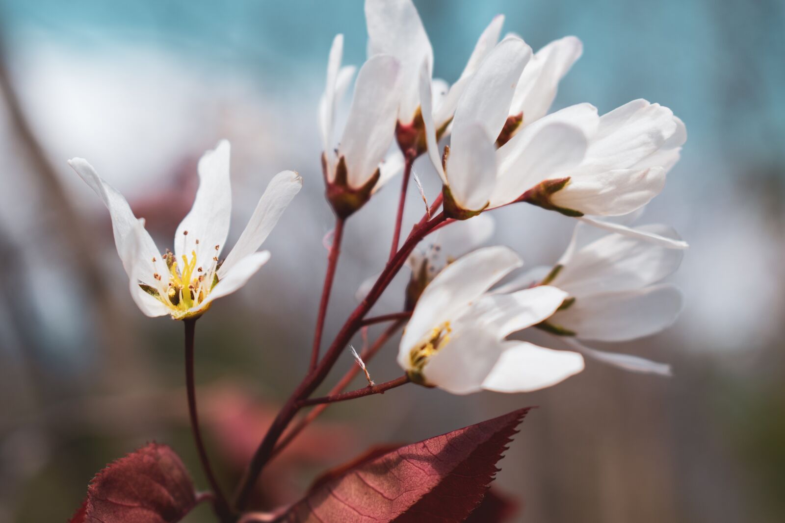 Nikon D5600 sample photo. Shadbush, flower, spring photography