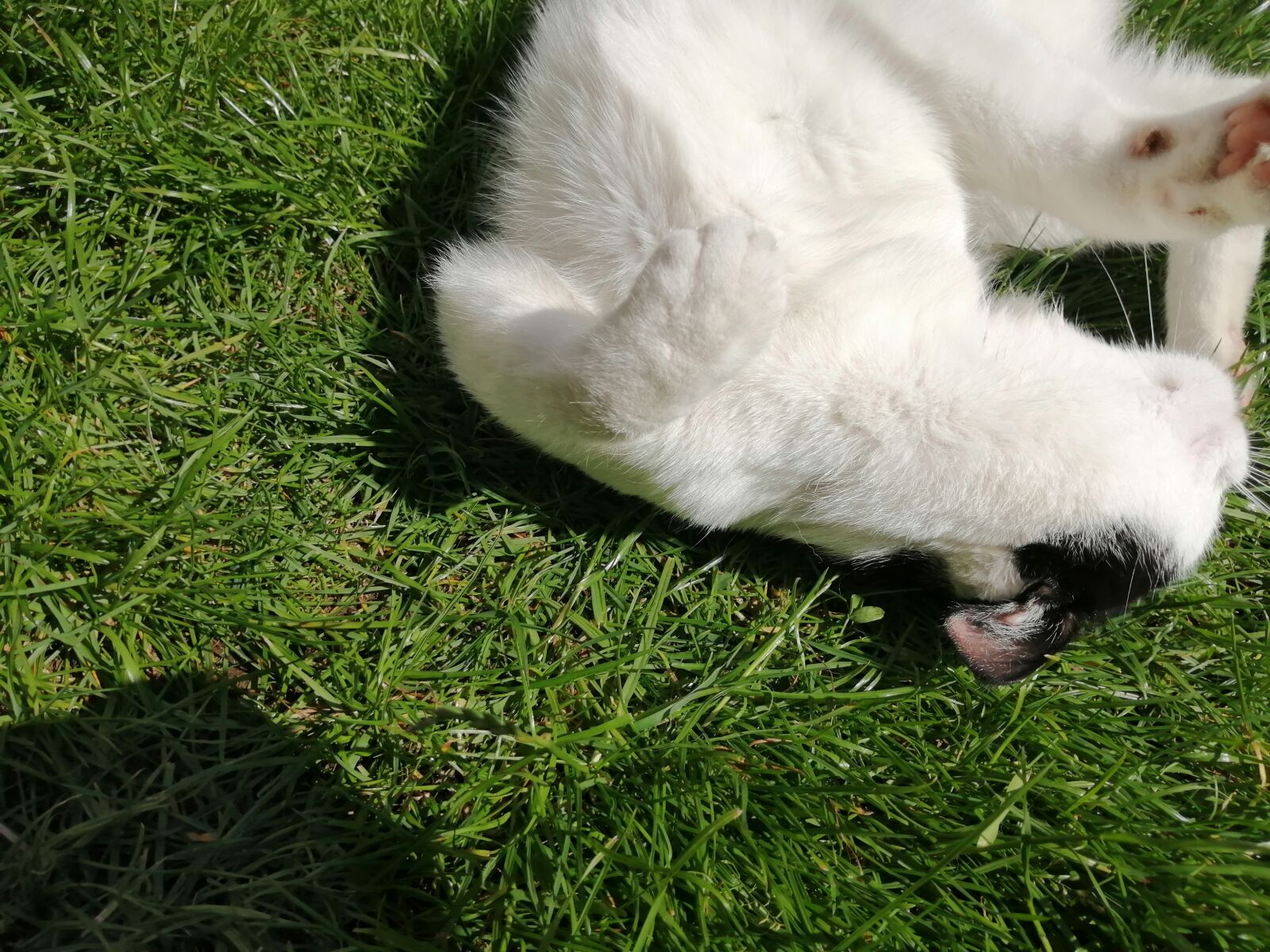 HUAWEI P SMART 2019 sample photo. Pet, cat, animal photography