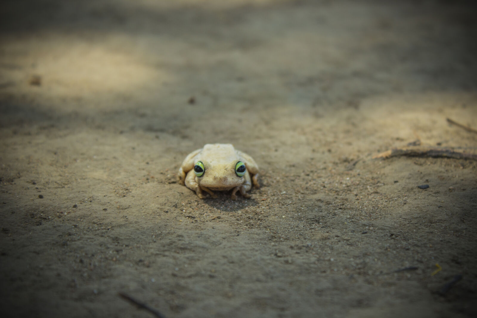 Canon EOS 1200D (EOS Rebel T5 / EOS Kiss X70 / EOS Hi) sample photo. Frog, green, eyes photography