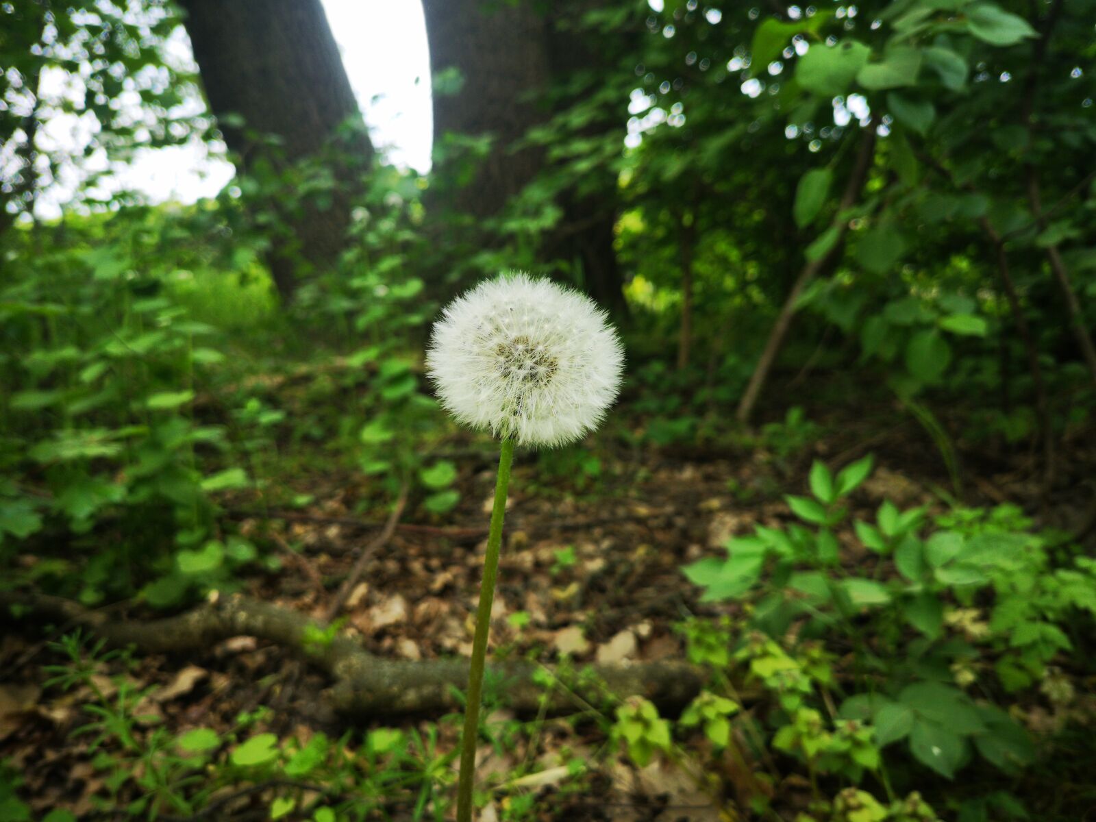 HUAWEI CLT-L29 sample photo. Spring, flower, nature photography