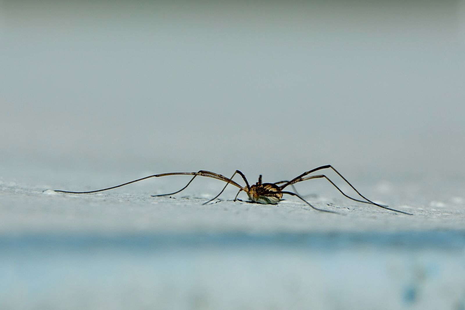 Sony Cyber-shot DSC-RX10 III sample photo. Nature, animal world, arachnid photography
