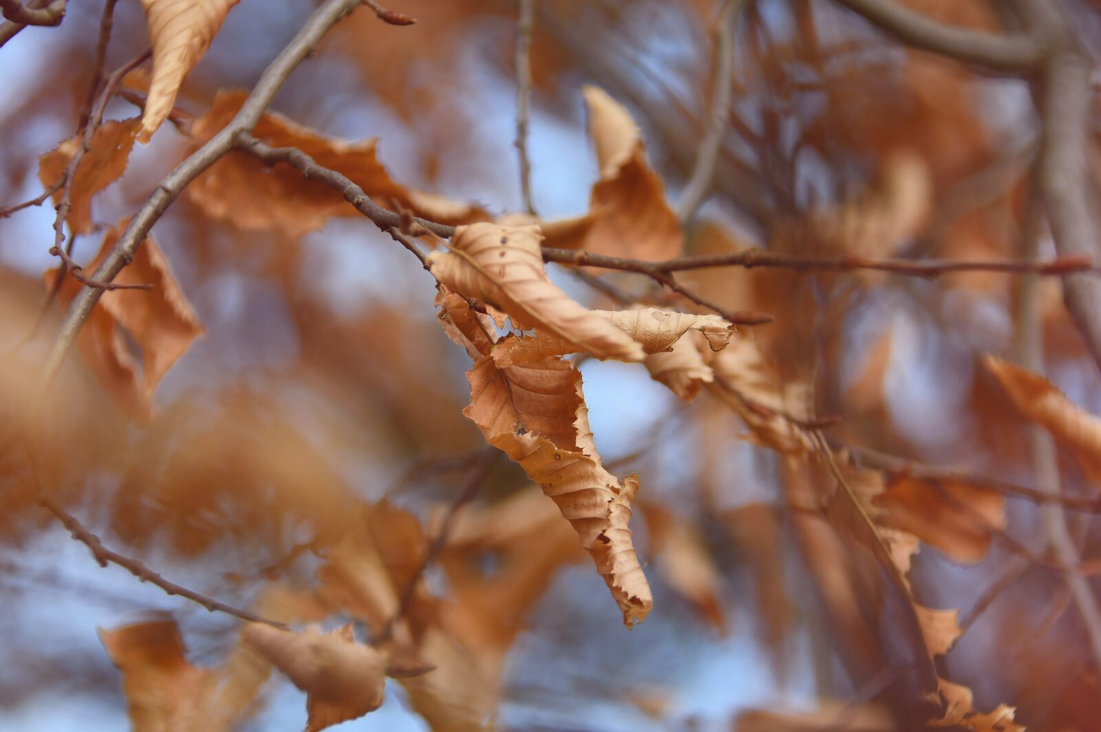 Nikon D3200 sample photo. Autumn, holidays, branch photography