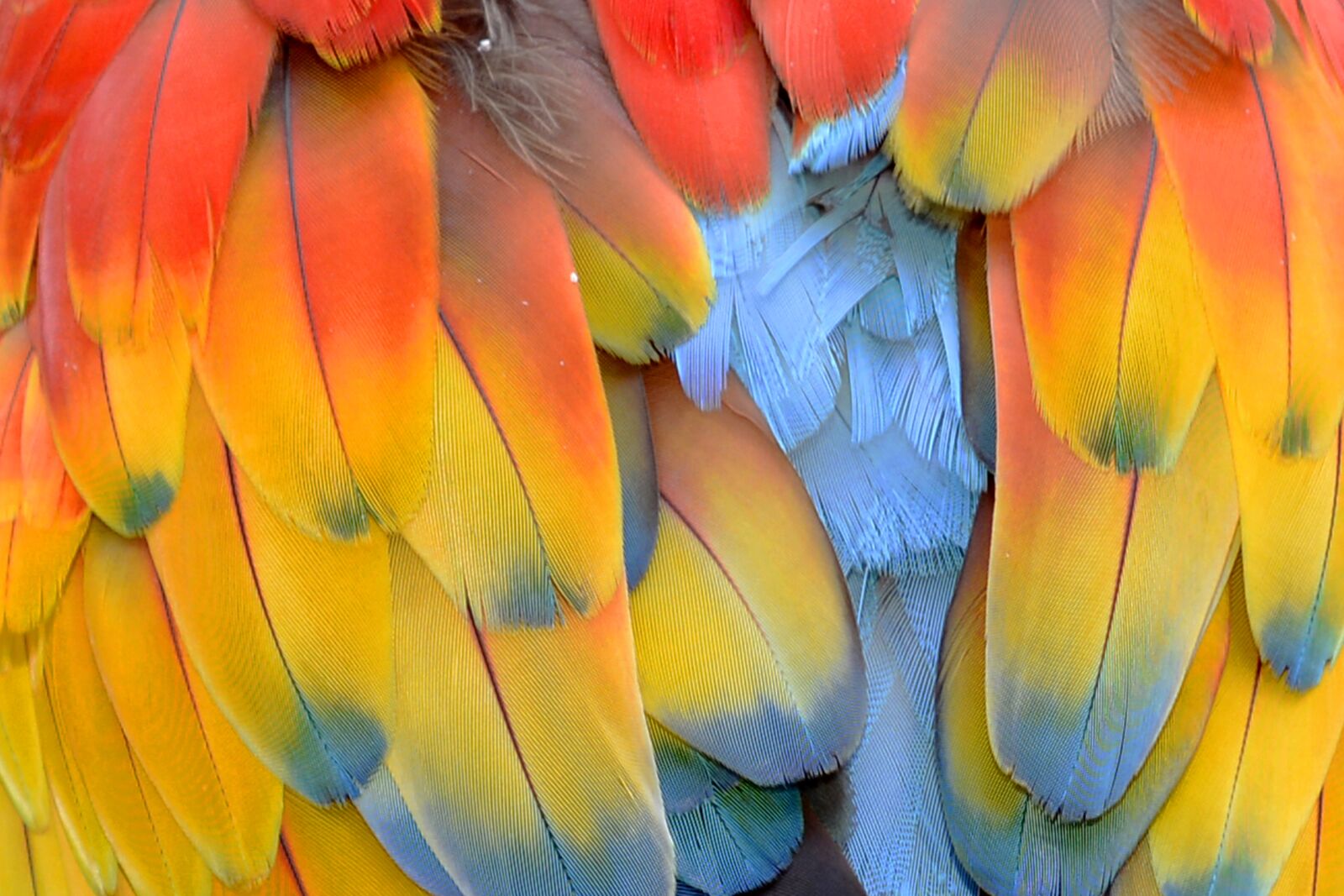 Nikon D7100 sample photo. Feather, parrot, parrot feathers photography