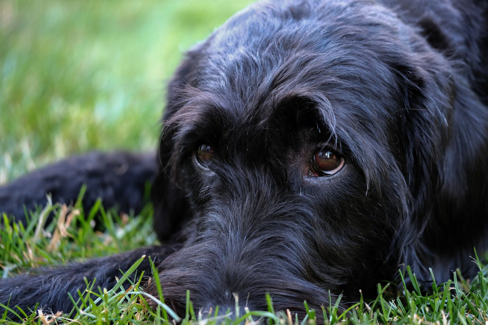 Fujifilm X-T2 + Fujifilm XF 80mm F2.8 R LM OIS WR Macro sample photo. Labradoodle, schnauzer, riesenschnauzer photography