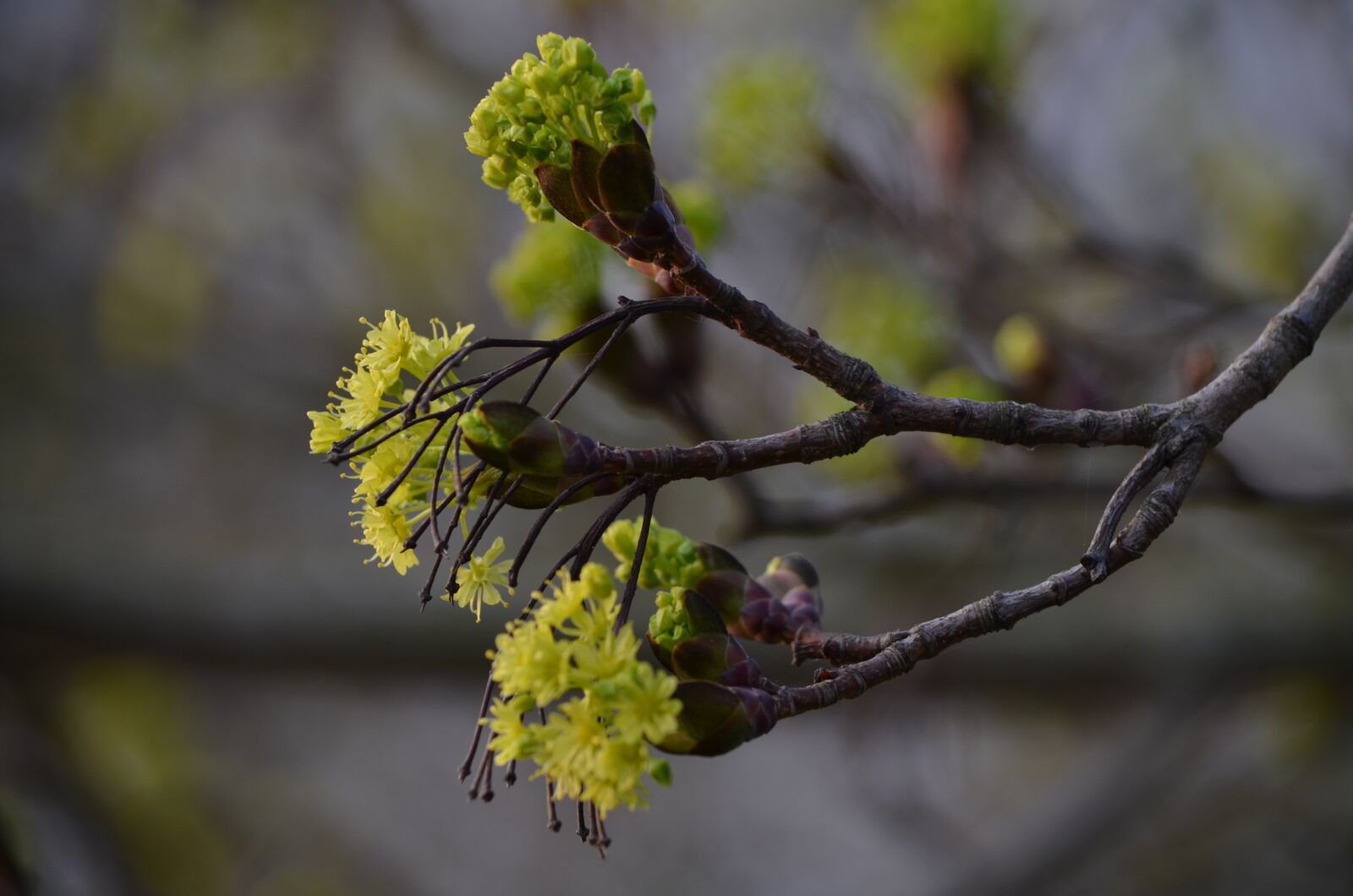 Nikon D5100 sample photo. Bloom, tree, branch photography