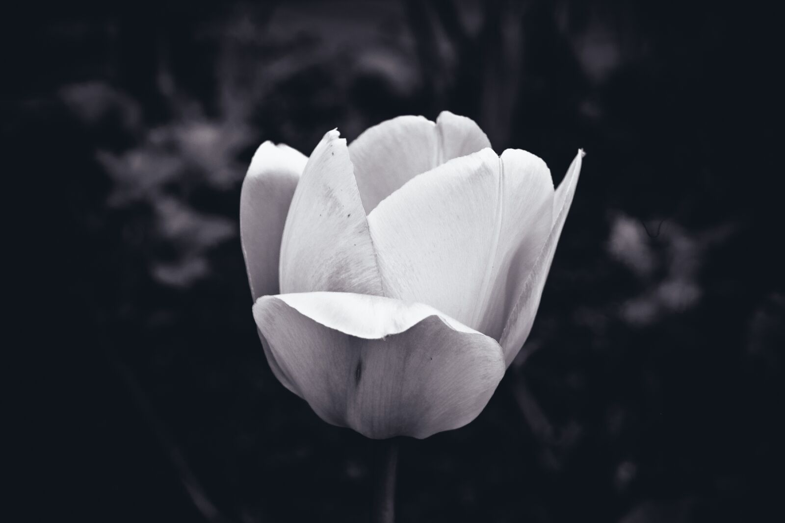 Nikon D3300 sample photo. Flower, tulip, spring photography