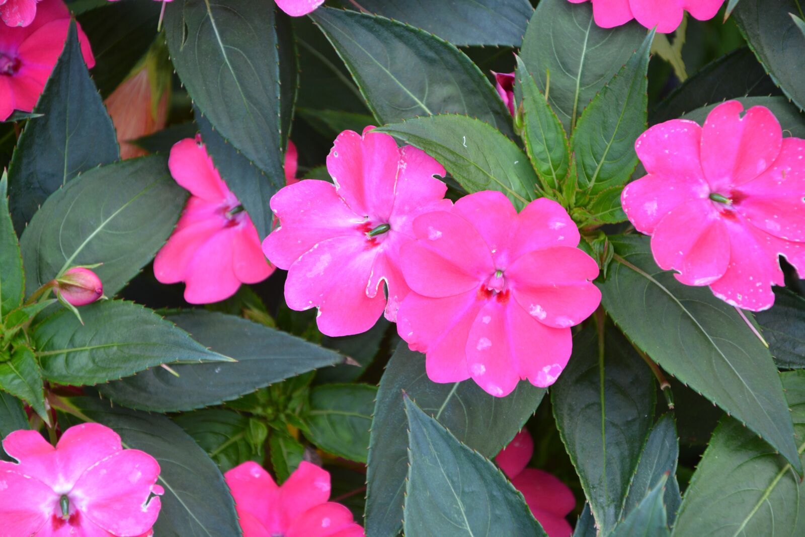Nikon D5200 sample photo. Bright pink flowers, massif photography