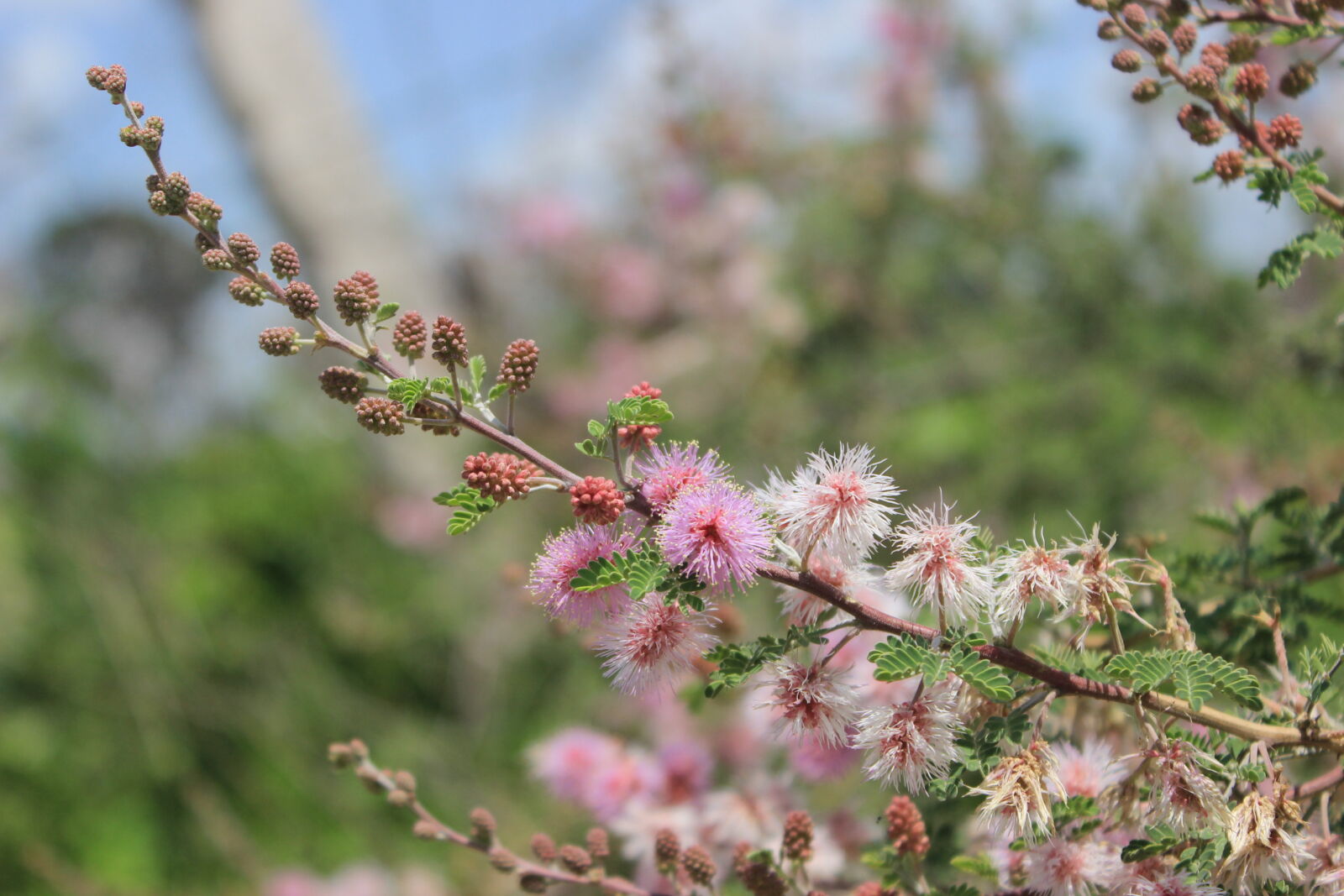 Canon EOS 600D (Rebel EOS T3i / EOS Kiss X5) sample photo. Desert, dry, flower, lila photography