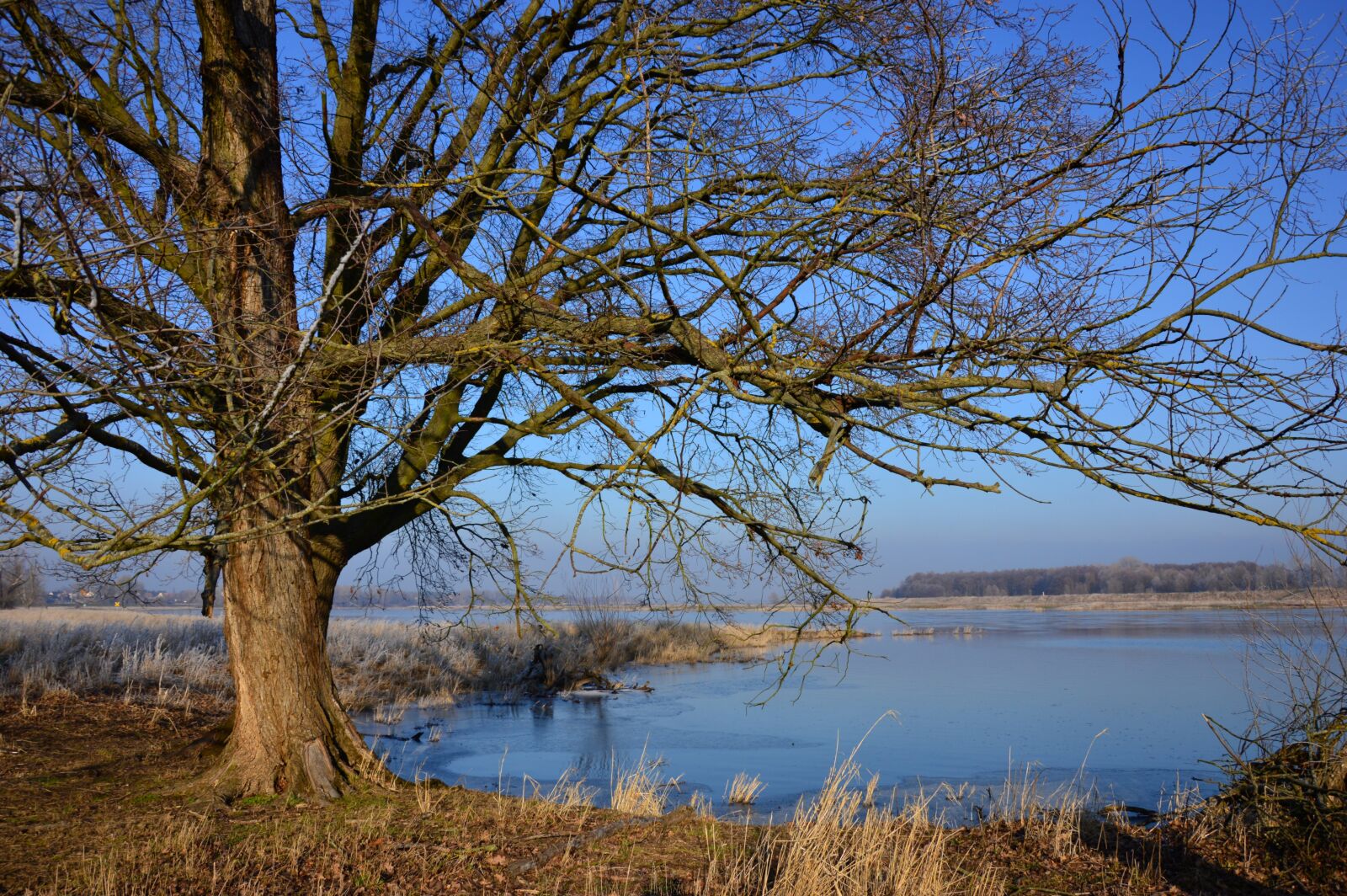 Nikon D3200 sample photo. Tree, river, river landscape photography