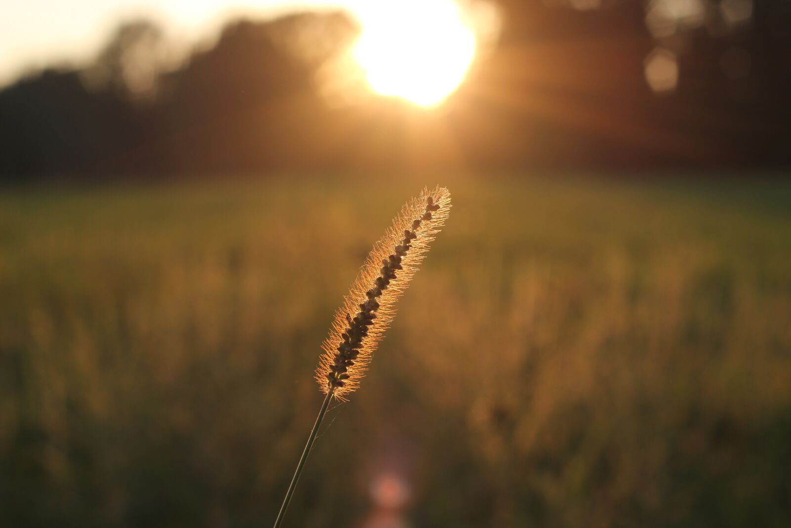 Canon EOS 550D (EOS Rebel T2i / EOS Kiss X4) sample photo. Grass, sunset, summer photography