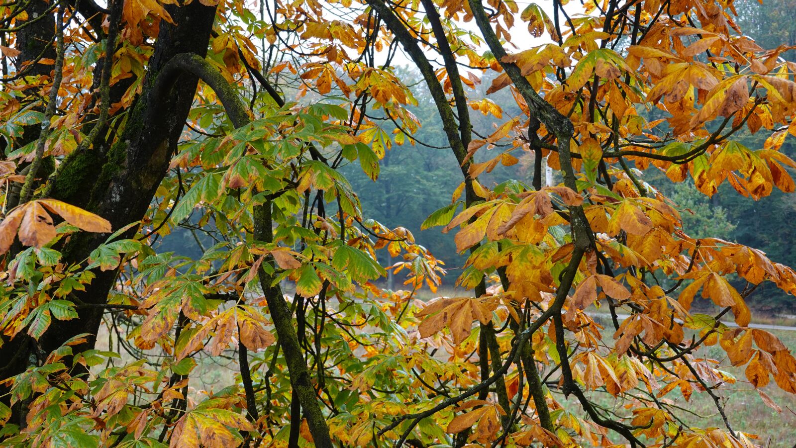 Sony Cyber-shot DSC-RX100 VI sample photo. Autumn, leaves, colorful photography
