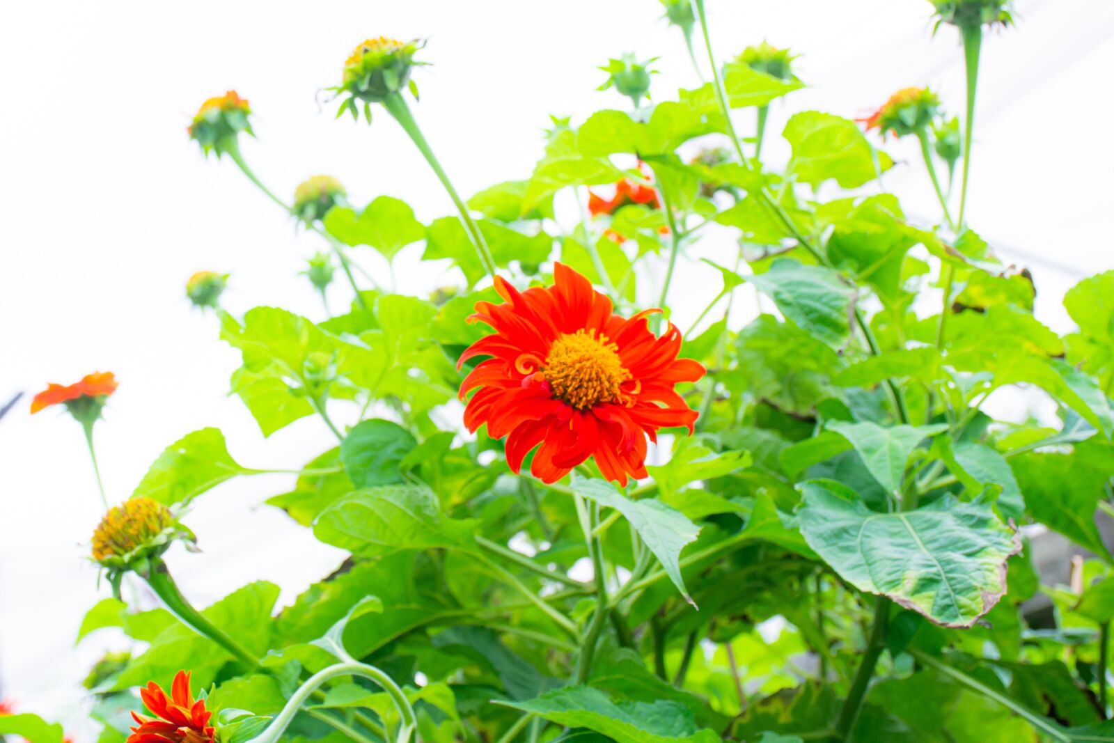 Nikon D3100 sample photo. Macro, sunlight, flower garden photography