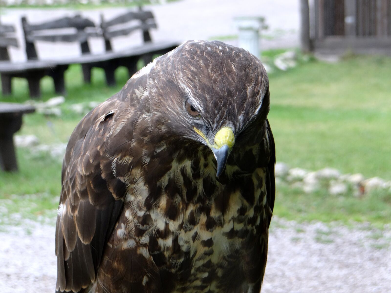 Sony DSC-HX200V sample photo. Hawk, sadness, claws photography