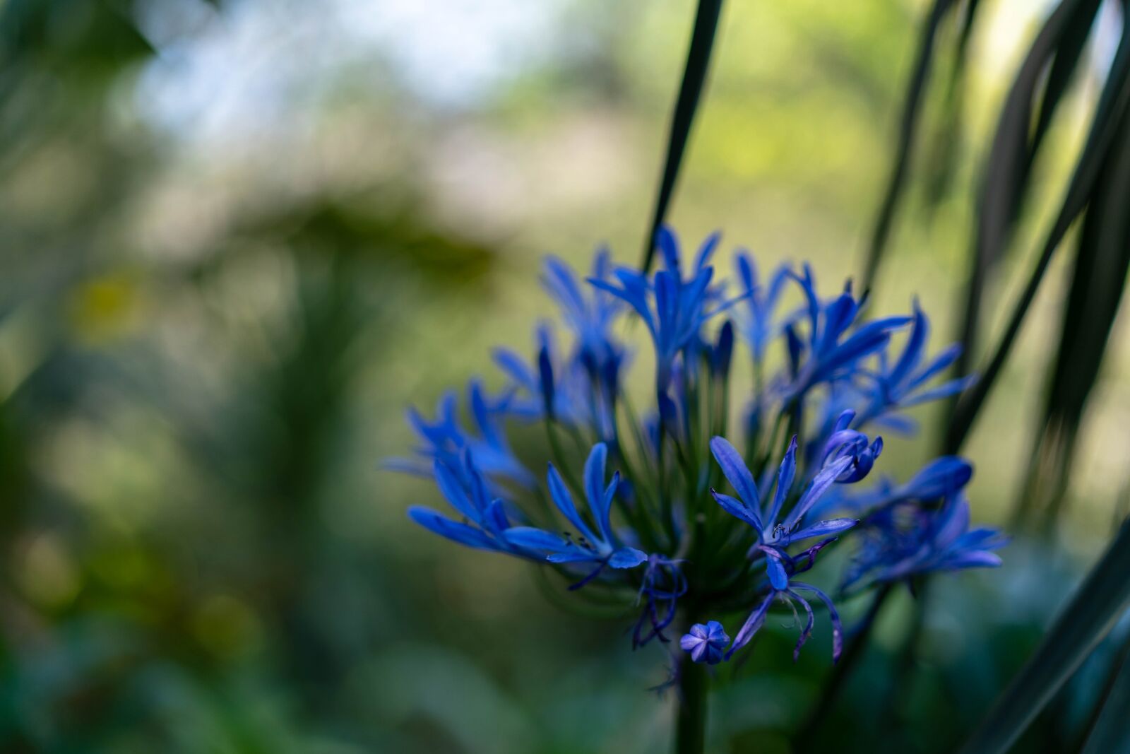 Sony a7 III + Sony Sonnar T* FE 55mm F1.8 ZA sample photo. Flower, blue, macro photography