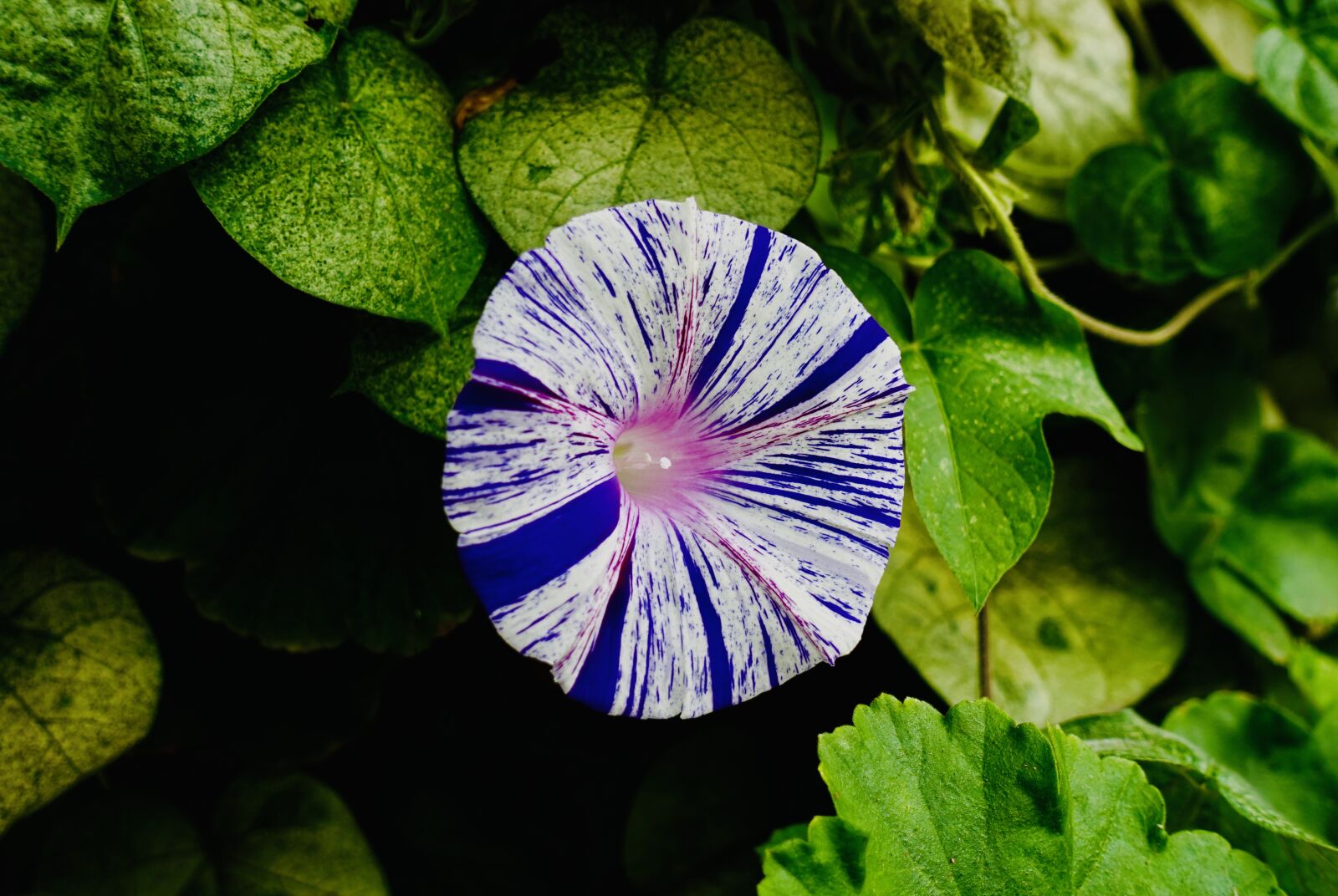 Sony DSC-RX100M5A sample photo. Garden, flower, plant photography