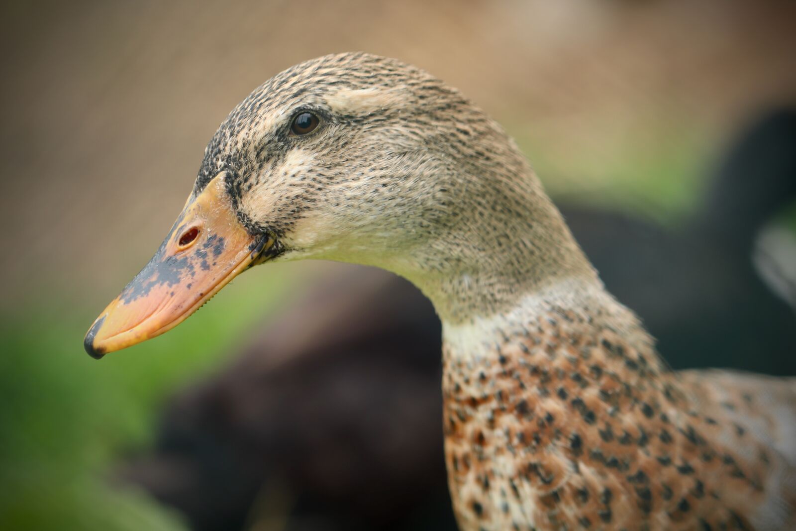 Canon EOS 800D (EOS Rebel T7i / EOS Kiss X9i) sample photo. Duck, mallard, duck head photography